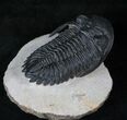 Large, Flying Hollardops Trilobite - #13934-2